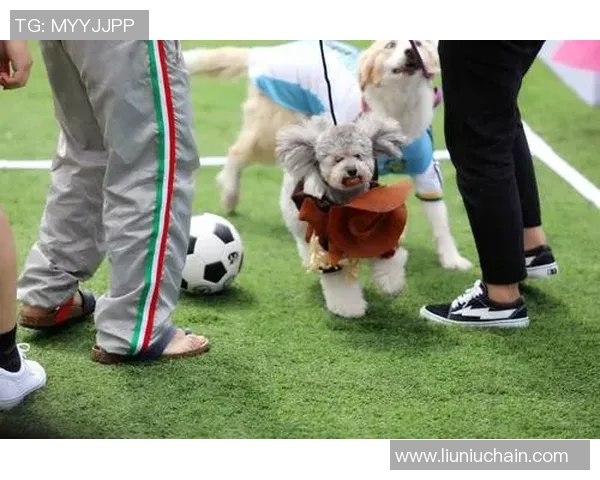 足球场上萌宠争光 谁是最具活力的动物球星